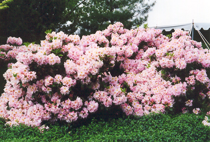 English Roseum Rhododendron (Rhododendron catawbiense 'English Roseum') at Weston Nurseries