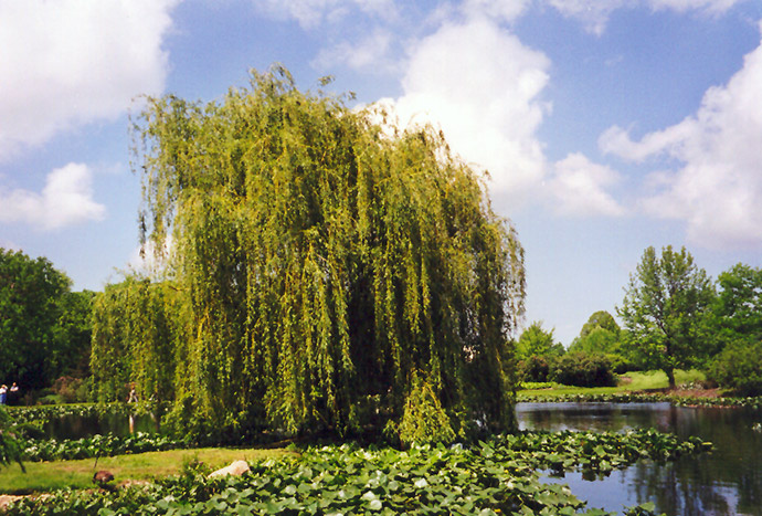 Golden Weeping Willow (Salix alba 'Tristis') at Weston Nurseries