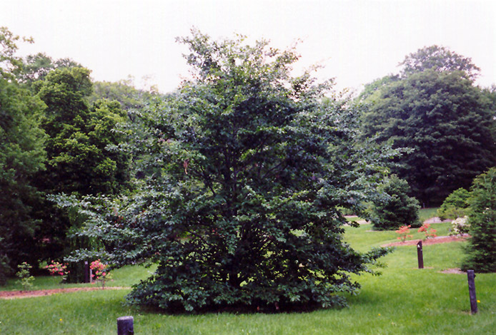 American Beech (Fagus grandifolia) at Weston Nurseries