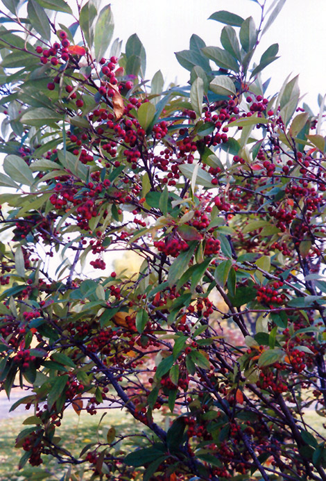 Red Chokeberry (Aronia arbutifolia) at Weston Nurseries