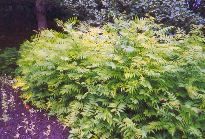 False Spirea (Sorbaria sorbifolia) at Weston Nurseries