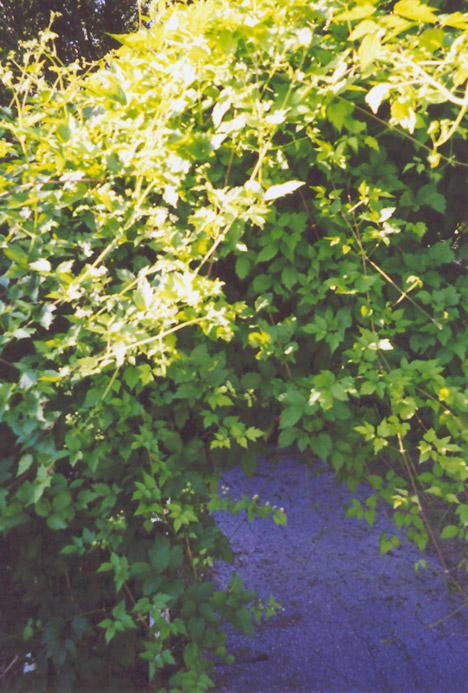 Monkshood Vine (Ampelopsis aconitifolia) at Weston Nurseries