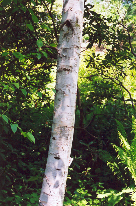 Whitespire Birch (Betula populifolia 'Whitespire') at Weston Nurseries