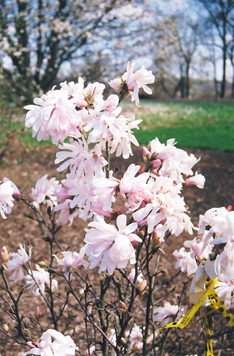 Centennial Magnolia (Magnolia stellata 'Centennial') at Weston Nurseries
