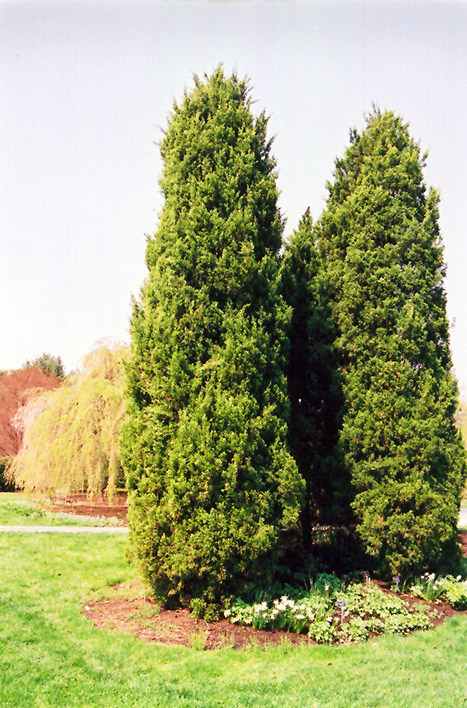 Eastern Redcedar (Juniperus virginiana) at Weston Nurseries