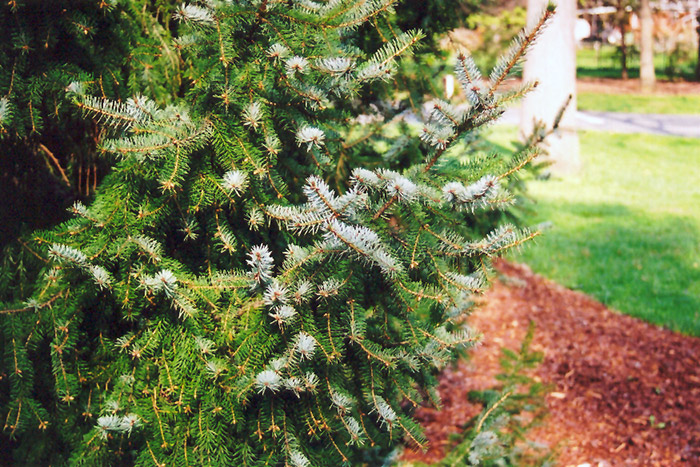 Serbian Spruce (Picea omorika) at Weston Nurseries