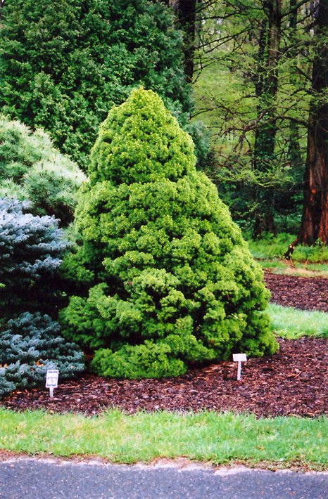 Dwarf Alberta Spruce (Picea glauca 'Conica') at Weston Nurseries