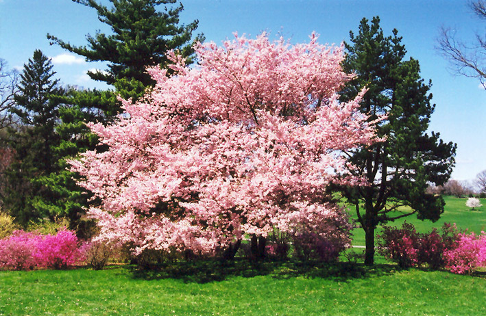 Accolade Flowering Cherry (Prunus 'Accolade') at Weston Nurseries