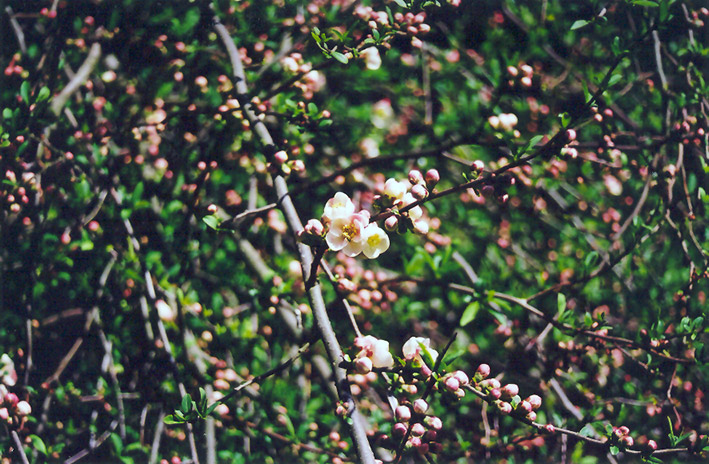 Apple Blossom Flowering Quince (Chaenomeles speciosa 'Apple Blossom') at Weston Nurseries