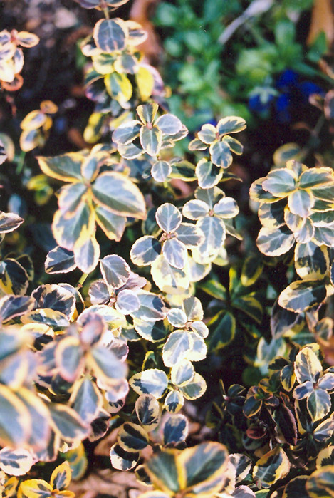 Canadale Gold Wintercreeper (Euonymus fortunei 'Canadale Gold') at Weston Nurseries