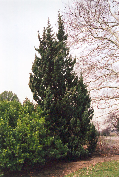 Robusta Juniper (Juniperus chinensis 'Robusta') at Weston Nurseries