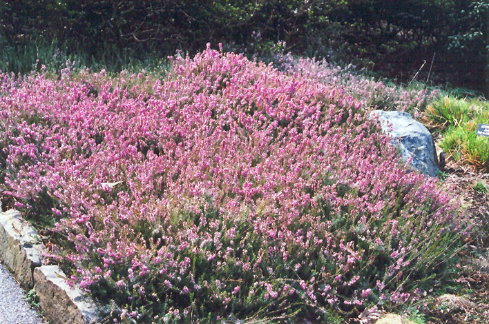 Springwood Pink Heath (Erica carnea 'Springwood Pink') at Weston Nurseries