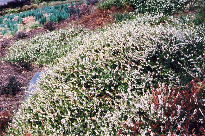 Springwood White Heath (Erica carnea 'Springwood White') at Weston Nurseries