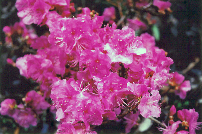 Korean Rhododendron (Rhododendron mucronulatum) at Weston Nurseries