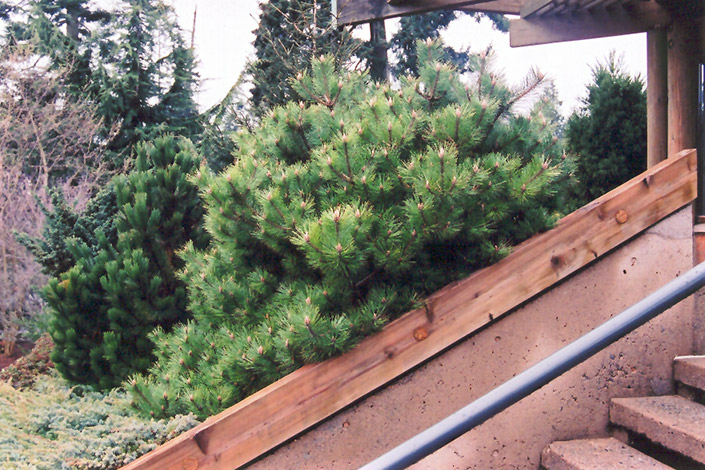 Jane Kluis Japanese Red Pine (Pinus densiflora 'Jane Kluis') at Weston Nurseries