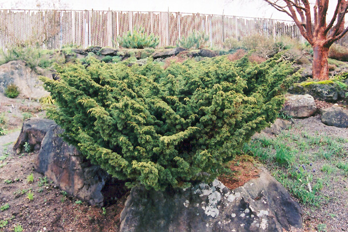 Shimpaku Juniper (Juniperus chinensis 'Shimpaku') at Weston Nurseries
