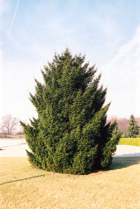 Oriental Spruce (Picea orientalis) at Weston Nurseries