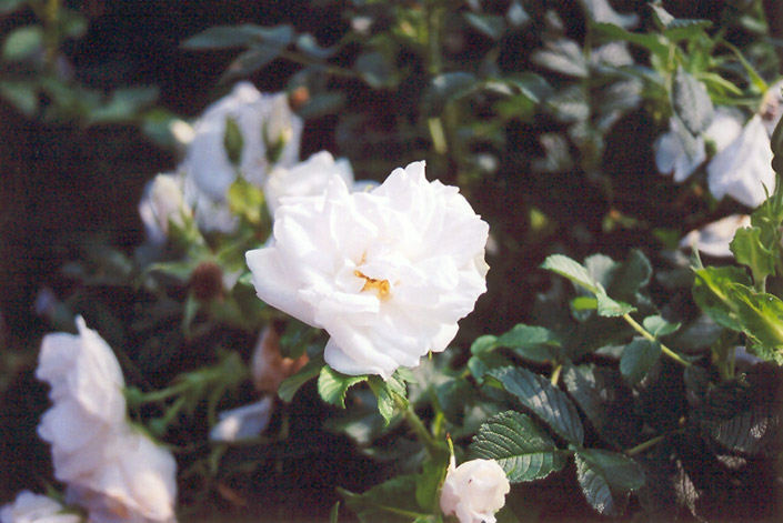 Blanc Double de Coubert Rose (Rosa 'Blanc Double de Coubert') at Weston Nurseries
