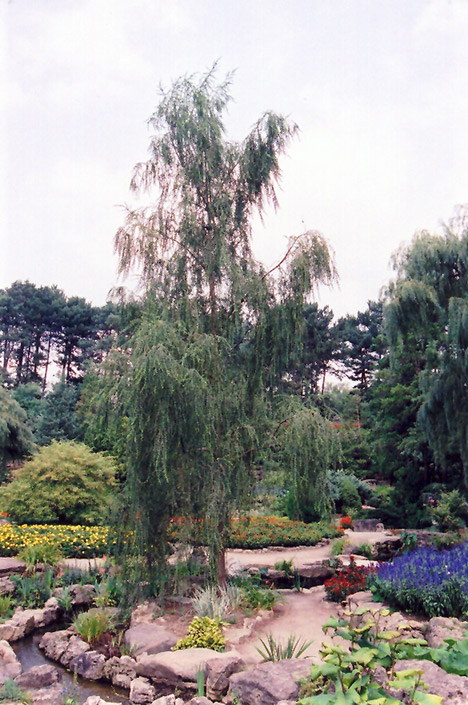 Ringleaf Willow (Salix babylonica 'Crispa') at Weston Nurseries