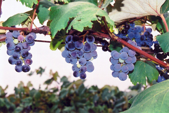 Concord Grape (Vitis 'Concord') at Weston Nurseries