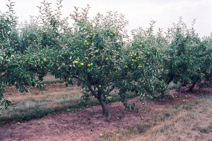 Jonagold Apple (Malus 'Jonagold') at Weston Nurseries