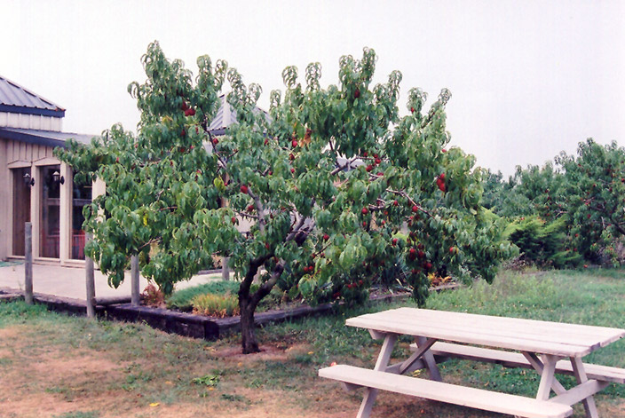 Hardired Nectarine (Prunus persica var. nucipersica 'Hardired') at Weston Nurseries