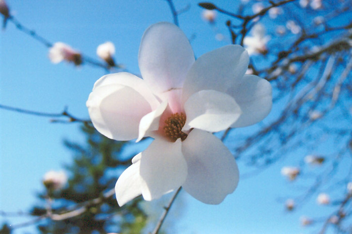 Borealis Magnolia (Magnolia kobus var. borealis) at Weston Nurseries