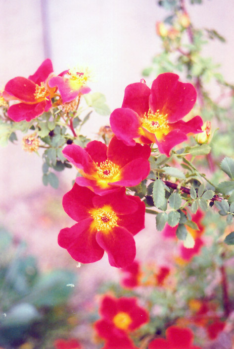 Austrian Copper Rose (Rosa foetida 'Bicolor') at Weston Nurseries