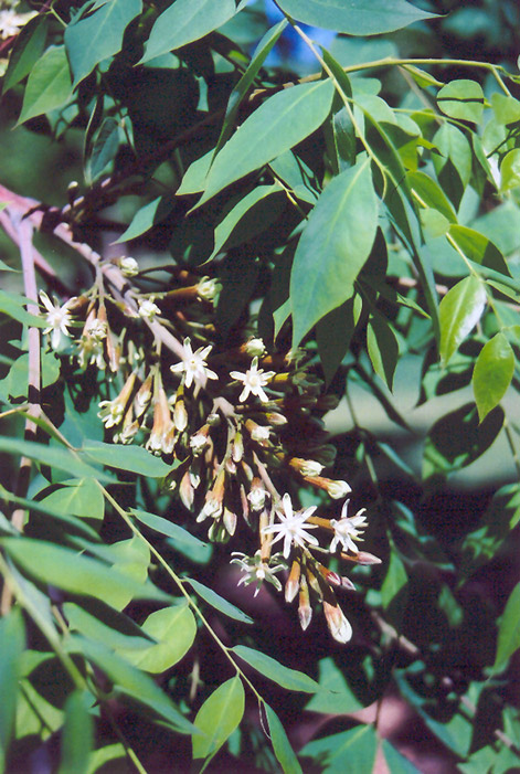 Kentucky Coffeetree (Gymnocladus dioicus) at Weston Nurseries