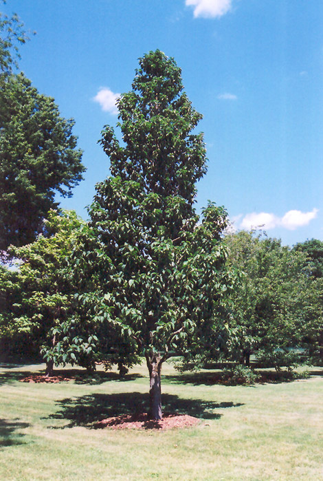 Cucumber Magnolia (Magnolia acuminata) at Weston Nurseries