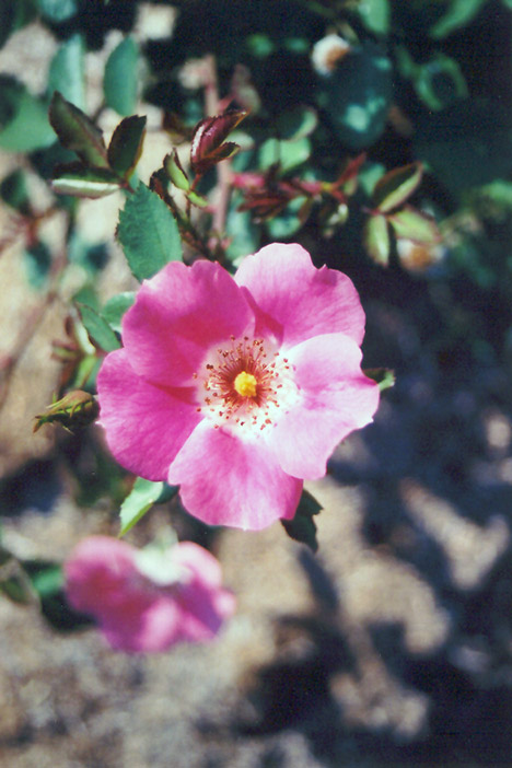Pink Meidiland Rose (Rosa 'Pink Meidiland') at Weston Nurseries