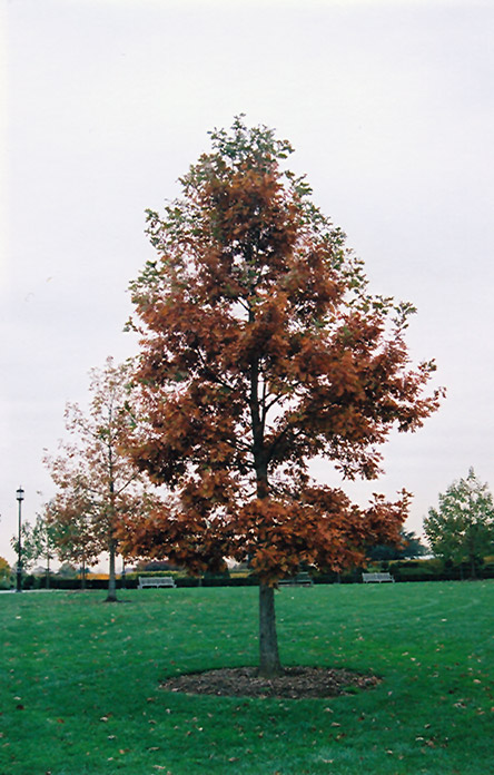 Swamp White Oak (Quercus bicolor) at Weston Nurseries
