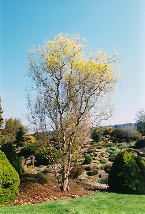 Dragon's Claw Willow (Salix matsudana 'Tortuosa') at Weston Nurseries