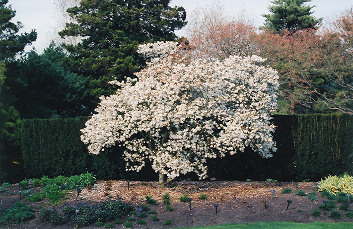 Star Magnolia (Magnolia stellata) at Weston Nurseries