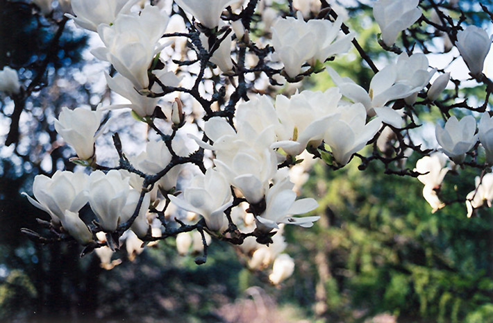 Yulan Magnolia (Magnolia denudata) at Weston Nurseries