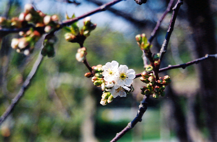 Montmorency Cherry (Prunus 'Montmorency') at Weston Nurseries