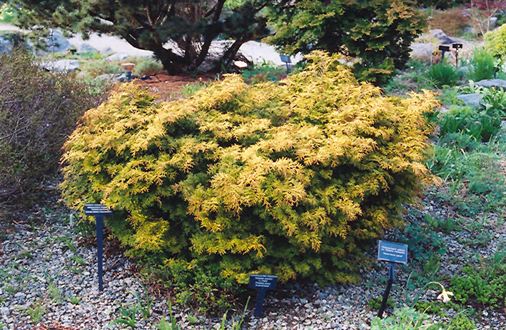 Golden Plume Falsecypress (Chamaecyparis pisifera 'Plumosa Aurea') at Weston Nurseries