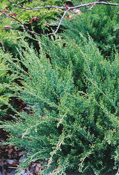 Sea Green Juniper (Juniperus chinensis 'Sea Green') at Weston Nurseries
