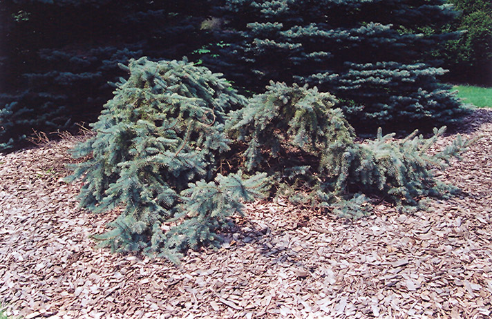 Creeping Blue Spruce (Picea pungens 'Glauca Prostrata') at Weston Nurseries
