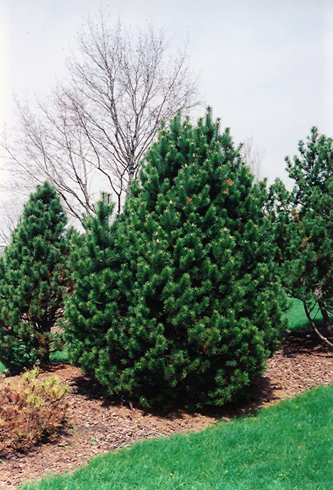 Gnom Mugo Pine (Pinus mugo 'Gnom') at Weston Nurseries
