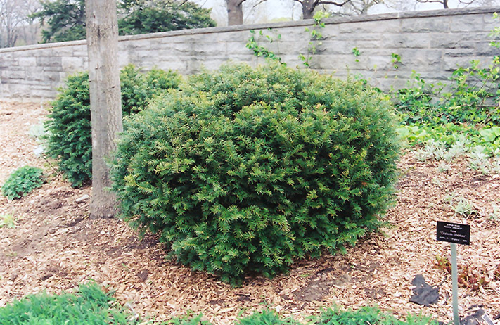 Brown's Yew (Taxus x media 'Brownii') at Weston Nurseries