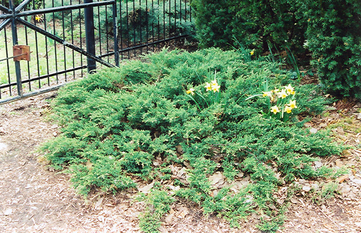 Green Sargent Juniper (Juniperus chinensis 'var. sargentii Viridis') at Weston Nurseries