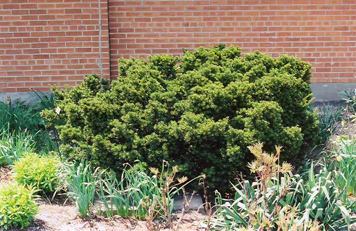 Dwarf Japanese Yew (Taxus cuspidata 'Nana') at Weston Nurseries