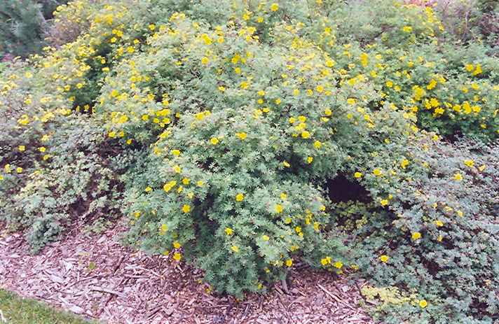 Yellow Gem Potentilla (Potentilla fruticosa 'Yellow Gem') at Weston Nurseries