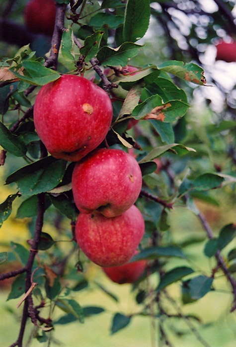 Braeburn Apple (Malus 'Braeburn') at Weston Nurseries