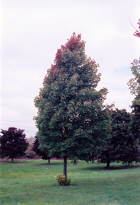 Bowhall Red Maple (Acer rubrum 'Bowhall') at Weston Nurseries