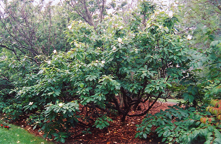 Franklin Tree (Franklinia alatamaha) at Weston Nurseries