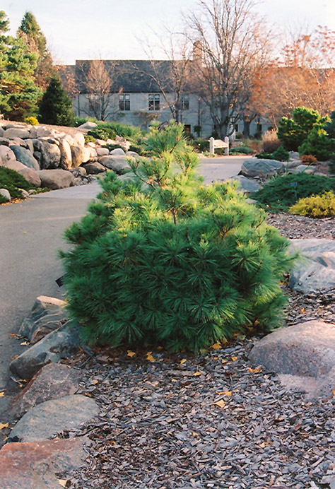 Coney Island White Pine (Pinus strobus 'Coney Island') at Weston Nurseries