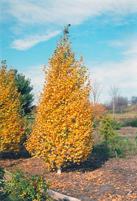 Whitespire Birch (Betula populifolia 'Whitespire') at Weston Nurseries