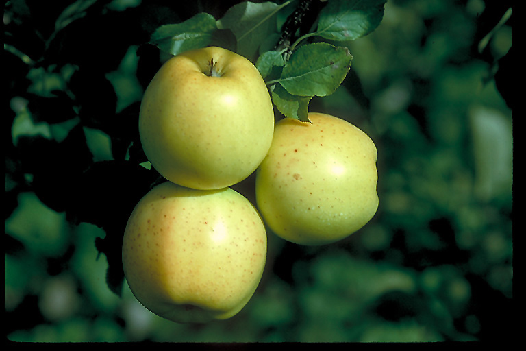 Honeygold Apple (Malus 'Honeygold') at Weston Nurseries